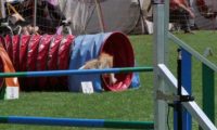 IMG_moosen_2018_170