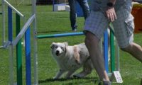 IMG_moosen_2018_176