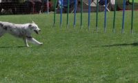 IMG_moosen_2018_180