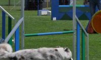 IMG_moosen_2018_196
