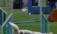 IMG_moosen_2018_197