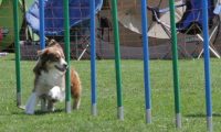 IMG_moosen_2018_213