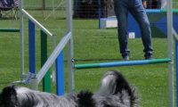 IMG_moosen_2018_239