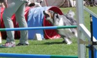 IMG_moosen_2018_245