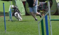 IMG_moosen_2018_249
