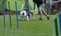 IMG_moosen_2018_250
