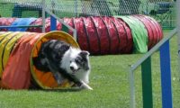 IMG_moosen_2018_251