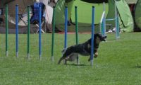 IMG_moosen_2018_265