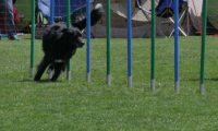 IMG_moosen_2018_276