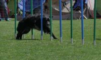 IMG_moosen_2018_277
