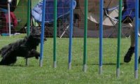 IMG_moosen_2018_288