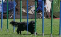 IMG_moosen_2018_290