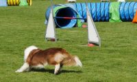 IMG_Mossen_10-06-2017-J2060