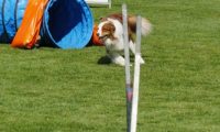 IMG_Mossen_10-06-2017-J2062