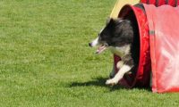 IMG_Mossen_10-06-2017-J2088