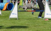 IMG_moosen-10-06-2017-K3Large002