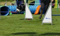 IMG_moosen-10-06-2017-K3Large008