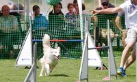 IMG_moosen-10-06-2017-K3Large029