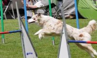 IMG_moosen-10-06-2017-K3Large031