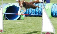 IMG_moosen-10-06-2017-K3Large046