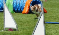 IMG_moosen-10-06-2017-K3Large061
