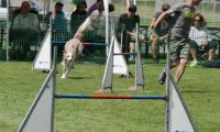 IMG_moosen-10-06-2017-K3Large082