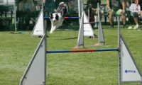 IMG_moosen-10-06-2017-K3Large093