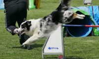 IMG_moosen-10-06-2017-K3Large099