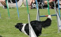 IMG_moosen-10-06-2017-K3Large114
