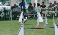 IMG_moosen-10-06-2017-K3Large148
