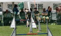 IMG_moosen-10-06-2017-K3Large156