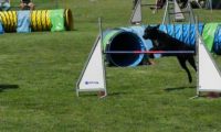 IMG_moosen-10-06-2017-K3Large247