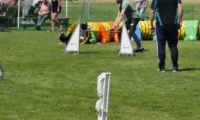 IMG_moosen-10-06-2017-K3Large250