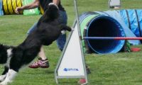 IMG_moosen-10-06-2017-K3Large298