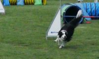 IMG_moosen-10-06-2017-K3Large305