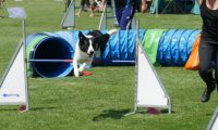 IMG_moosen-10-06-2017-K3Large339