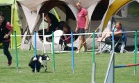 IMG_moosen-10-06-2017-K3Large342