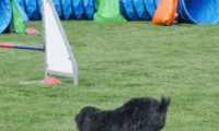 IMG_moosen-10-06-2017-KL-mini034