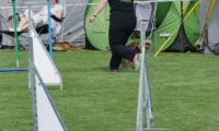 IMG_moosen-10-06-2017-KL-mini041