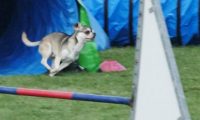 IMG_moosen-10-06-2017-KL-mini057