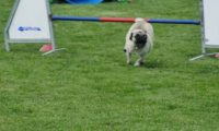IMG_moosen-10-06-2017-KL-mini085