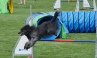 IMG_moosen-10-06-2017-K3L-mini020
