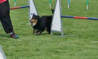 IMG_moosen-10-06-2017-K3L-mini027