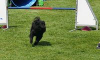 IMG_moosen-10-06-2017-K3L-mini029