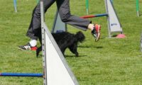 IMG_moosen-10-06-2017-K3L-mini031