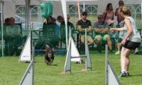 IMG_moosen-10-06-2017-K3L-mini035