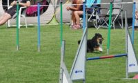 IMG_moosen-10-06-2017-K3L-mini037