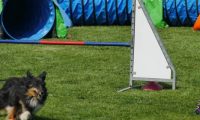 IMG_moosen-10-06-2017-K3L-mini039