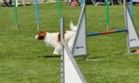 IMG_moosen-10-06-2017-K3L-mini048