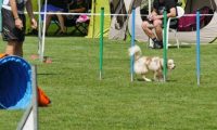 IMG_moosen-10-06-2017-K3L-mini056
